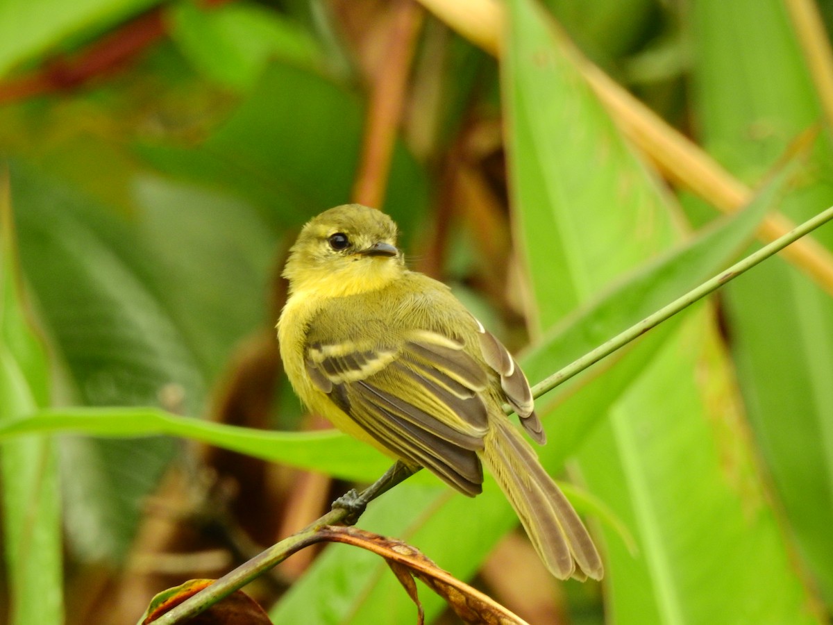 Yellow Tyrannulet - ML638381791