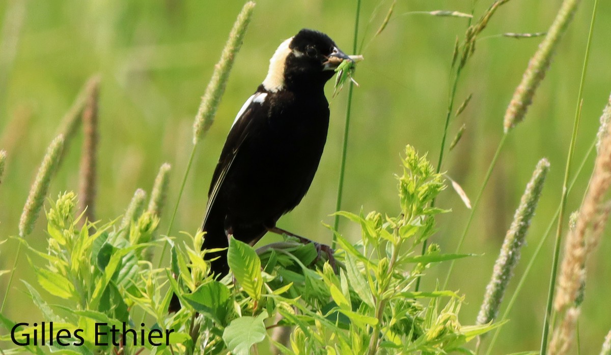 Bobolink - ML638381810