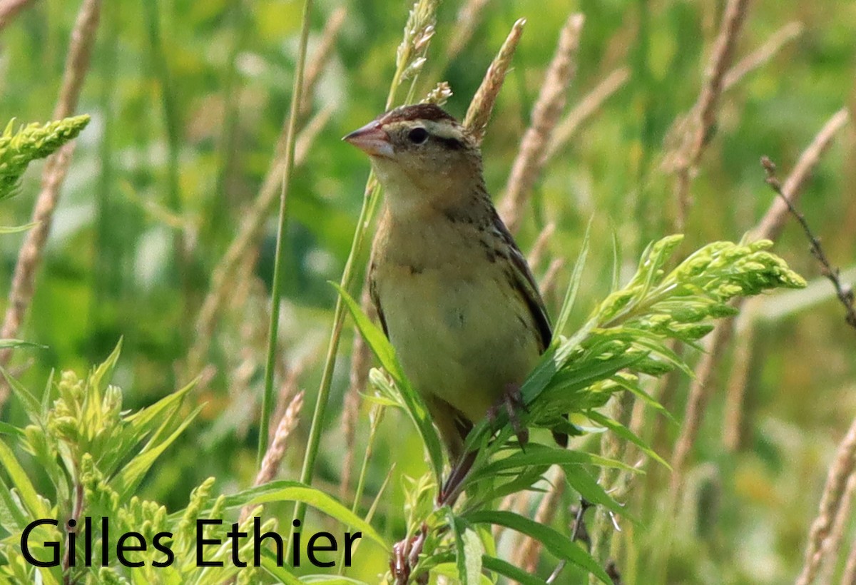 Bobolink - ML638381815