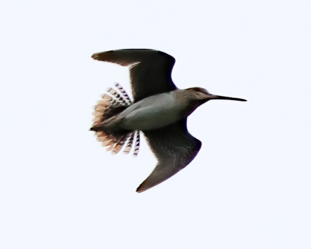 Wilson's Snipe - ML638381838