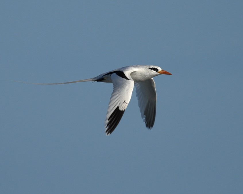 White-tailed Tropicbird - ML638381844