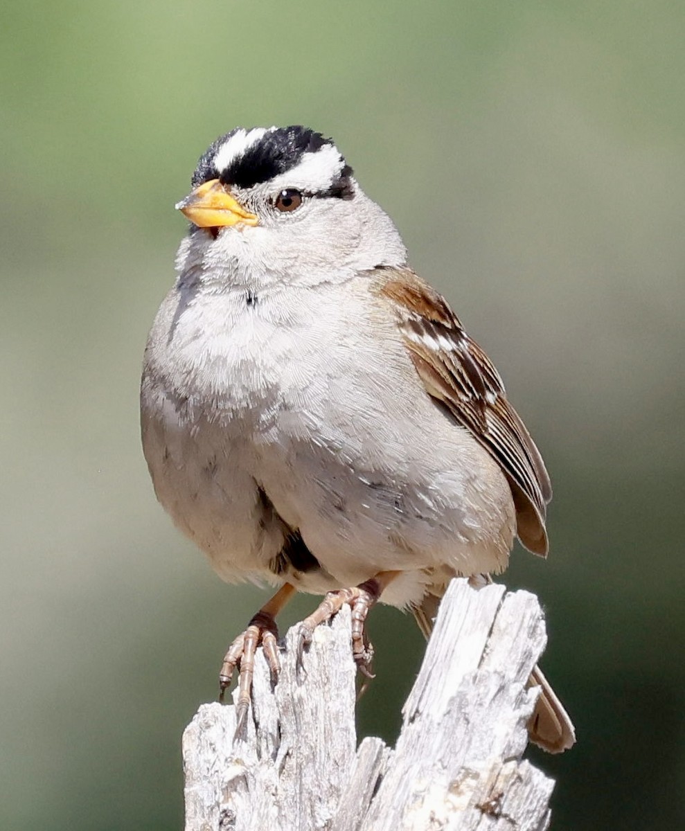 White-crowned Sparrow (pugetensis) - ML638381853