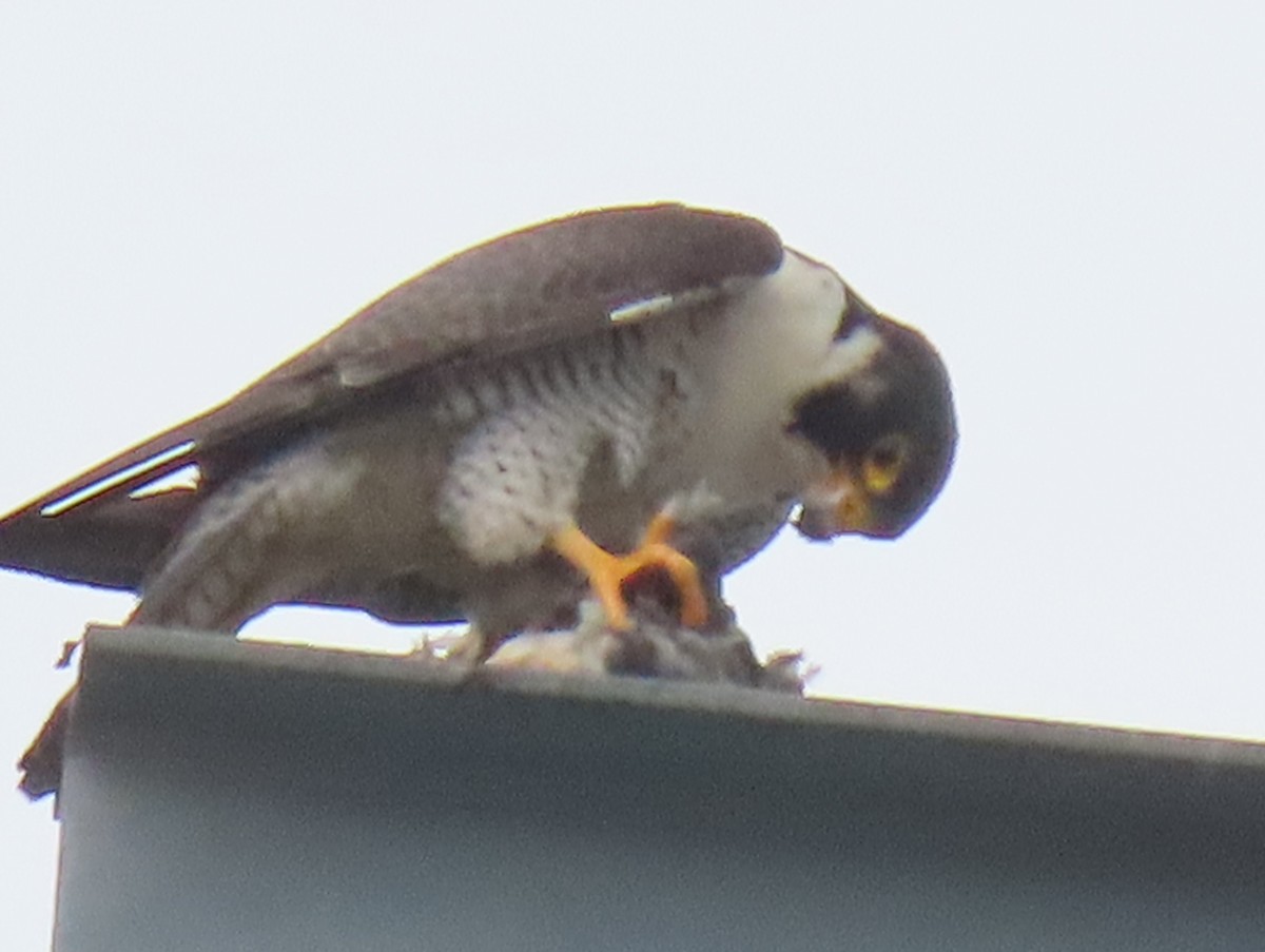 Peregrine Falcon (North American) - ML638381856