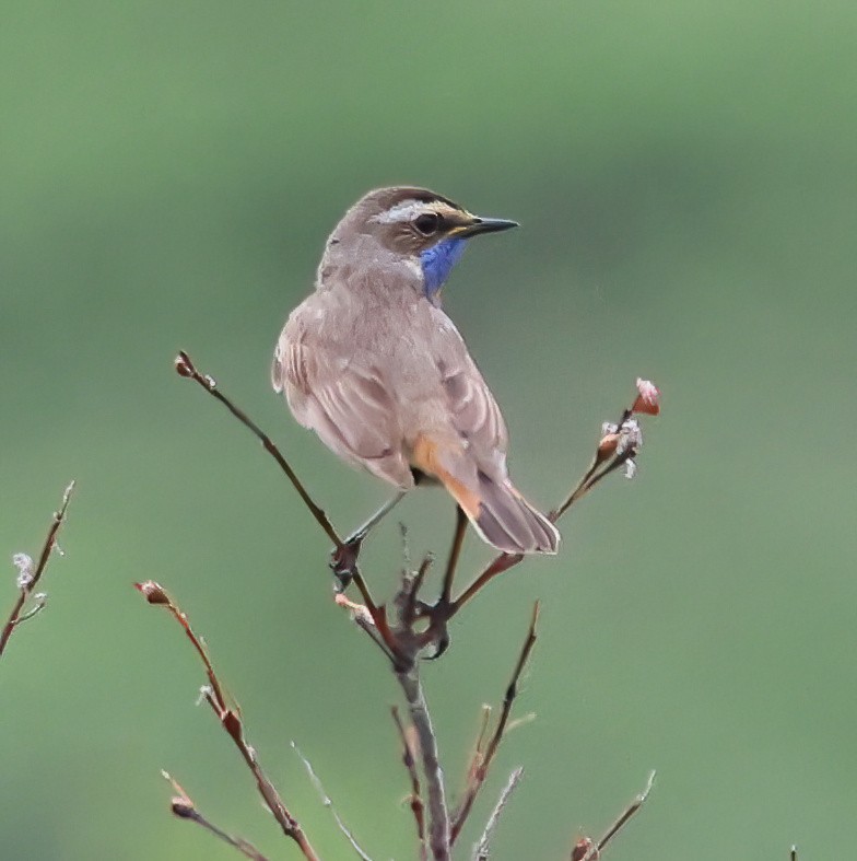 Blaukehlchen - ML638381860