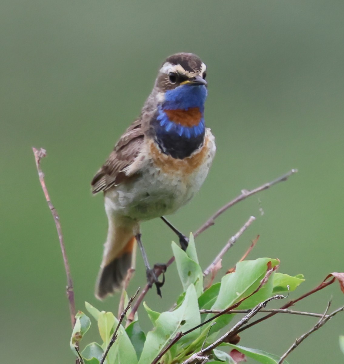 Blaukehlchen - ML638381861