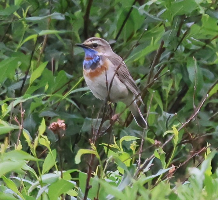 Blaukehlchen - ML638381862