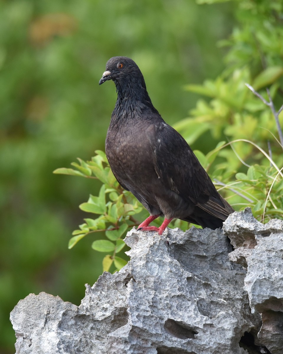 Rock Pigeon (Feral Pigeon) - ML638381865