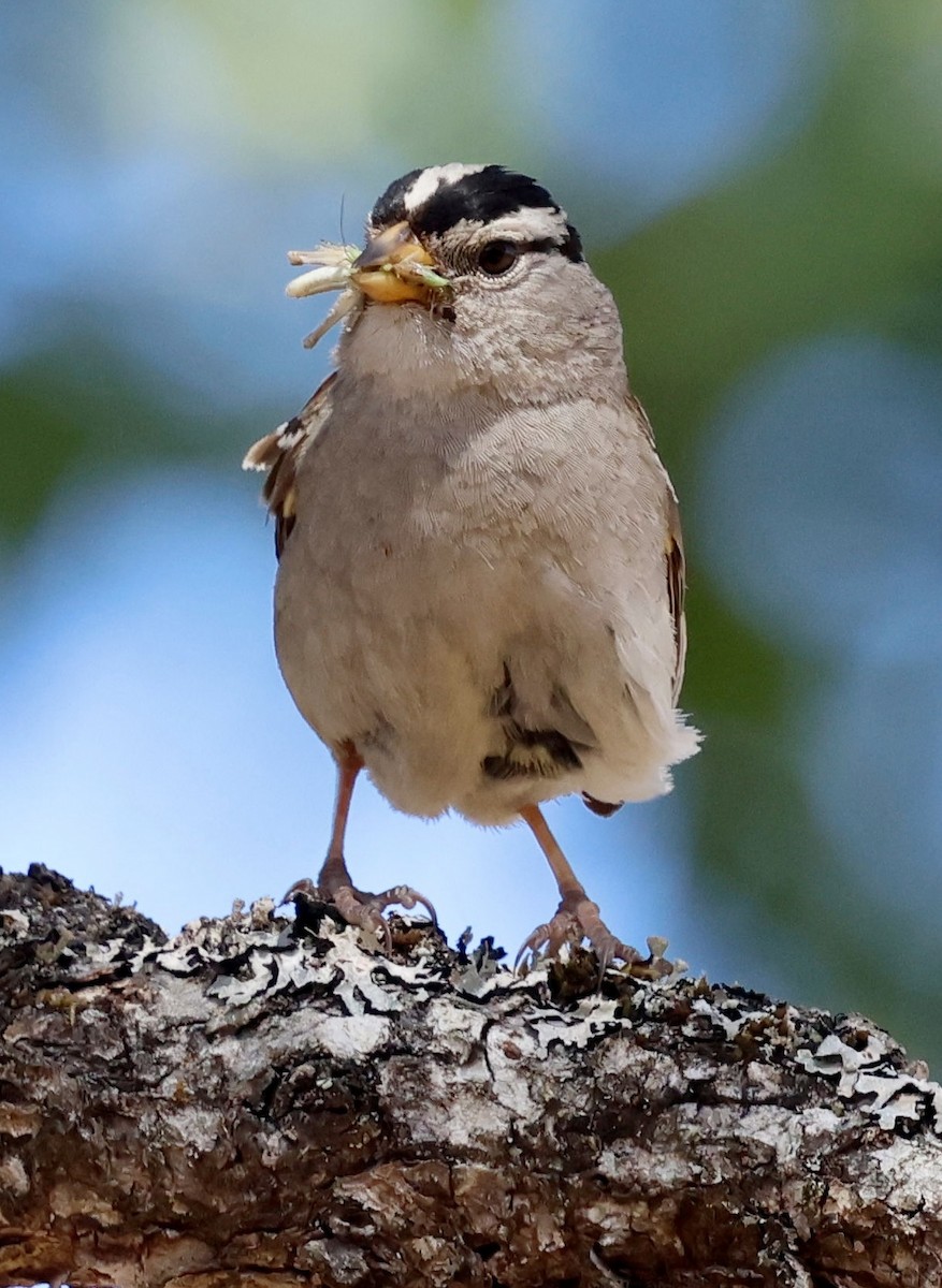 White-crowned Sparrow (pugetensis) - ML638381877