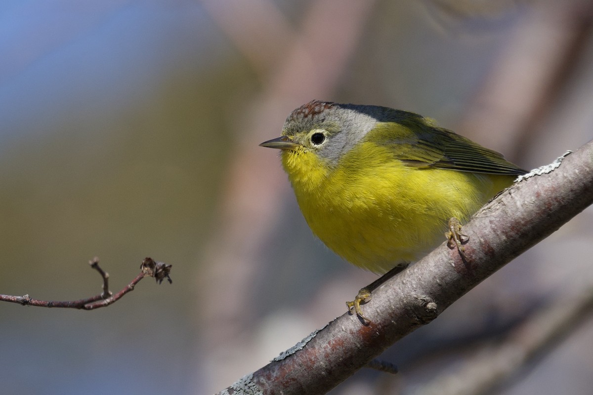 Nashville Warbler - ML638381878