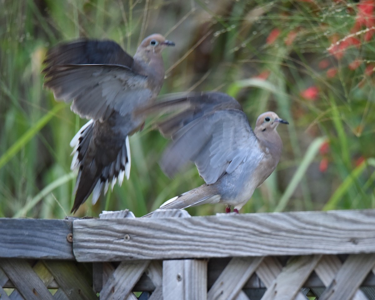 Mourning Dove - ML638381881