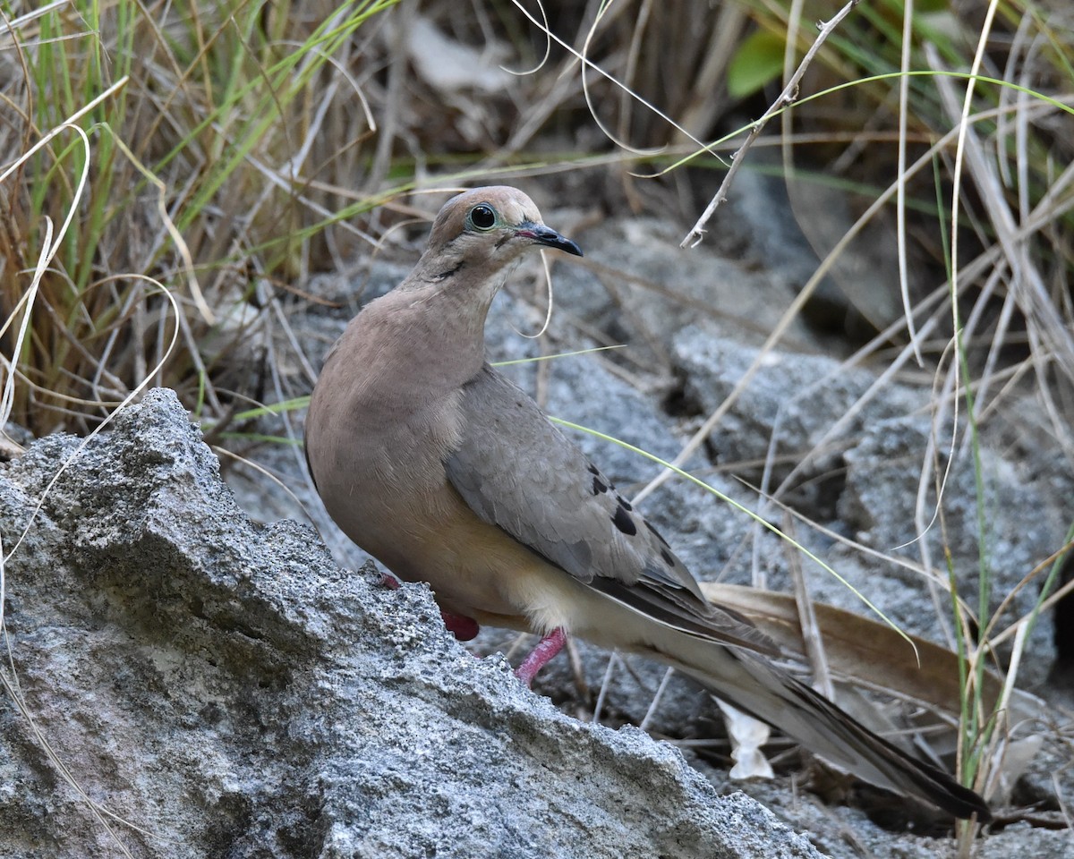 Mourning Dove - ML638381882