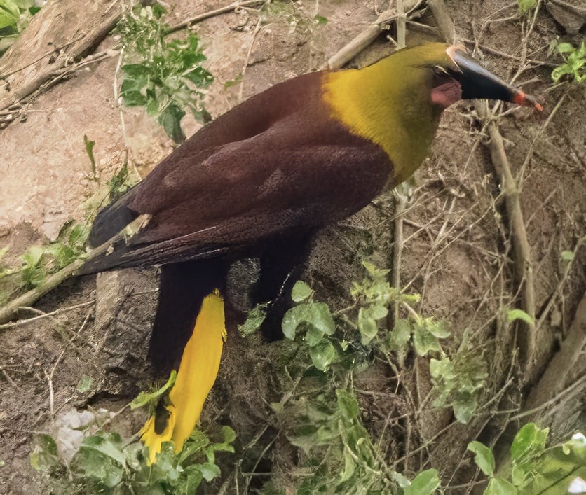 Olive Oropendola - ML638381890