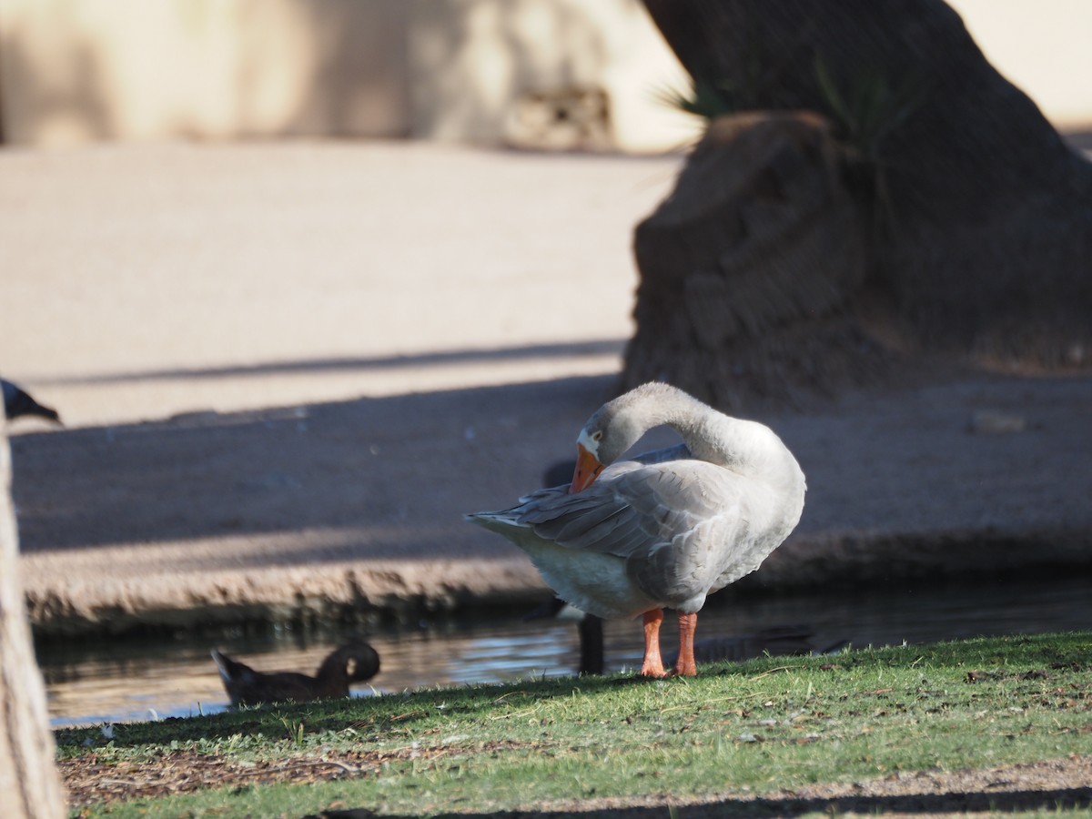 Graylag Goose (Domestic type) - ML638381894