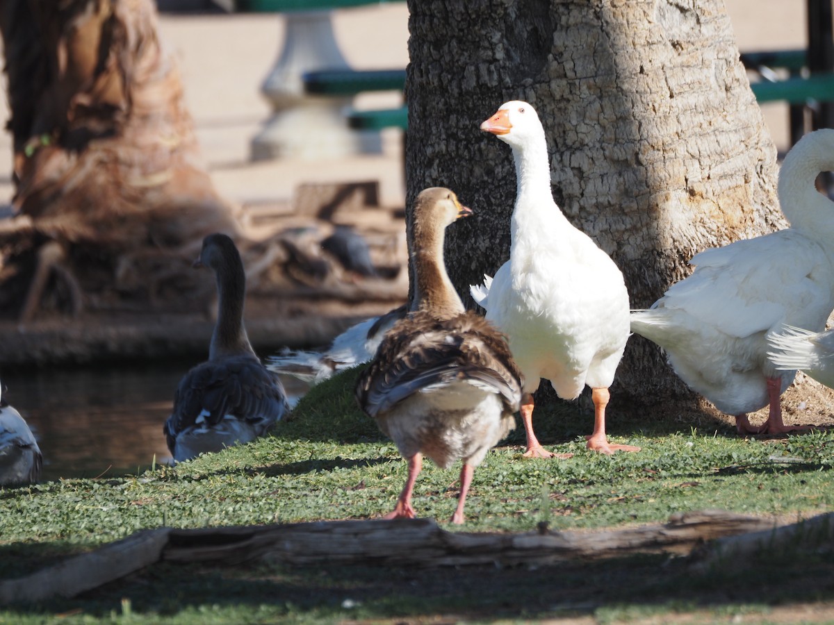 Graylag Goose (Domestic type) - ML638381895