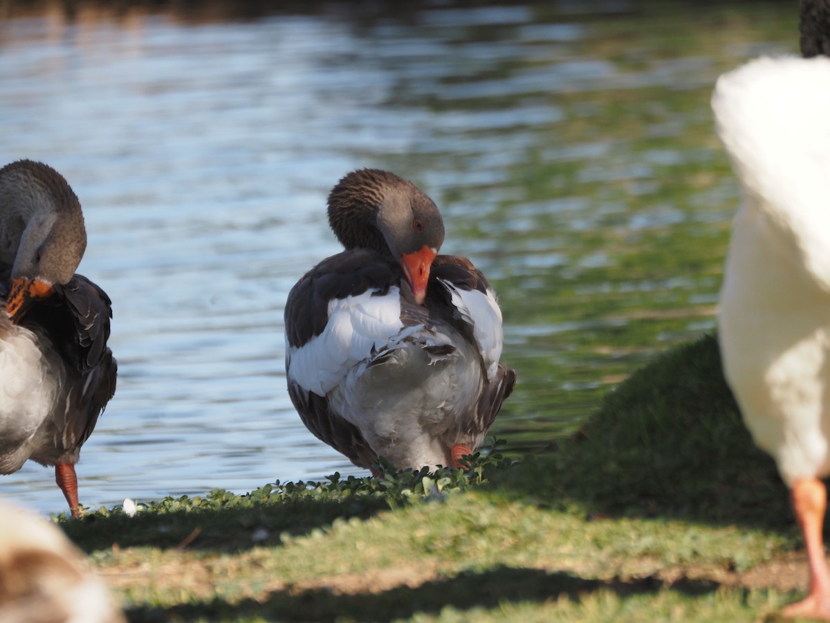 Graylag Goose (Domestic type) - ML638381896