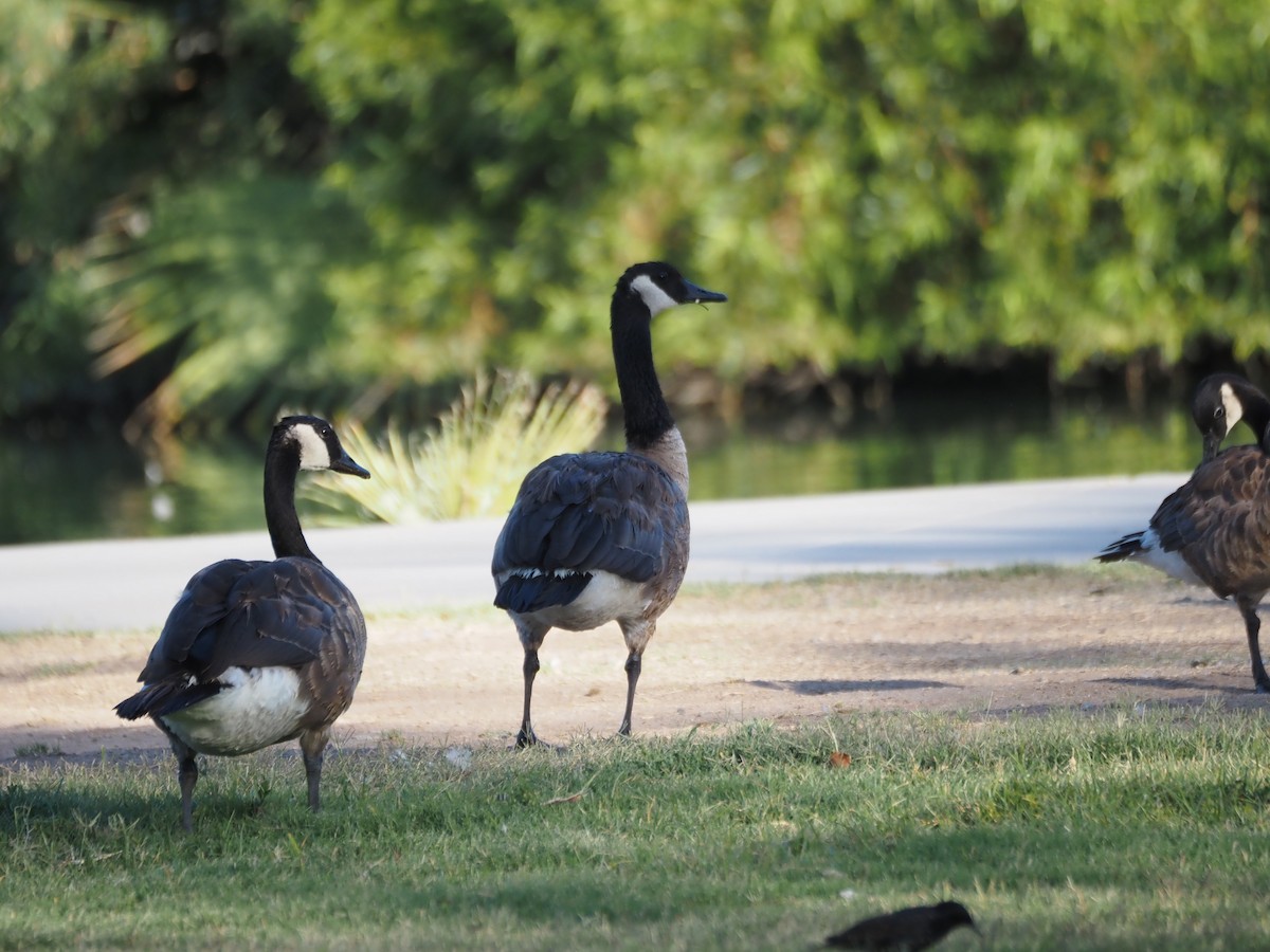 Canada Goose - ML638381904