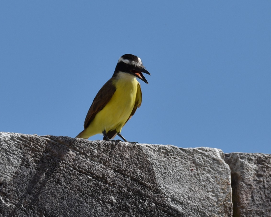 Great Kiskadee - ML638381927