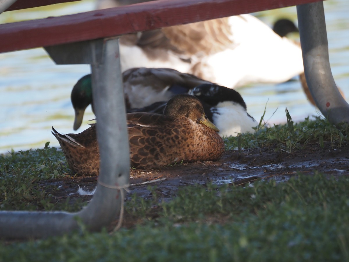 Domestic goose sp. (Domestic type) - ML638381928