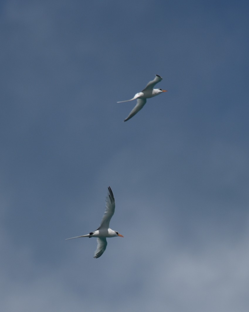 White-tailed Tropicbird - ML638381937