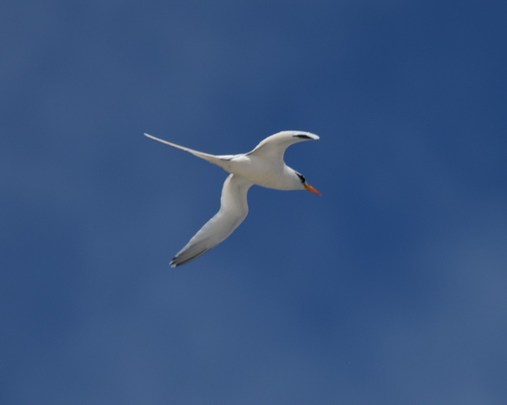 White-tailed Tropicbird - ML638381938