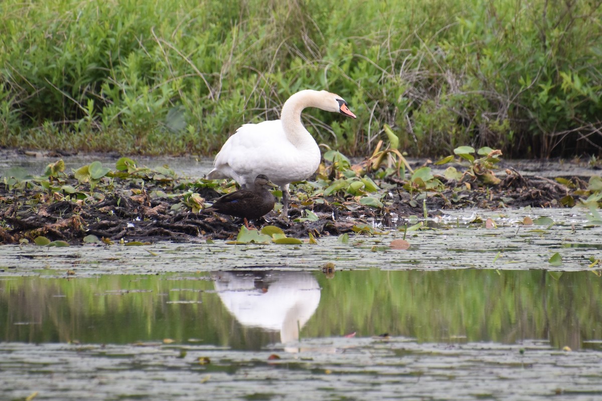 Mute Swan - ML638381944