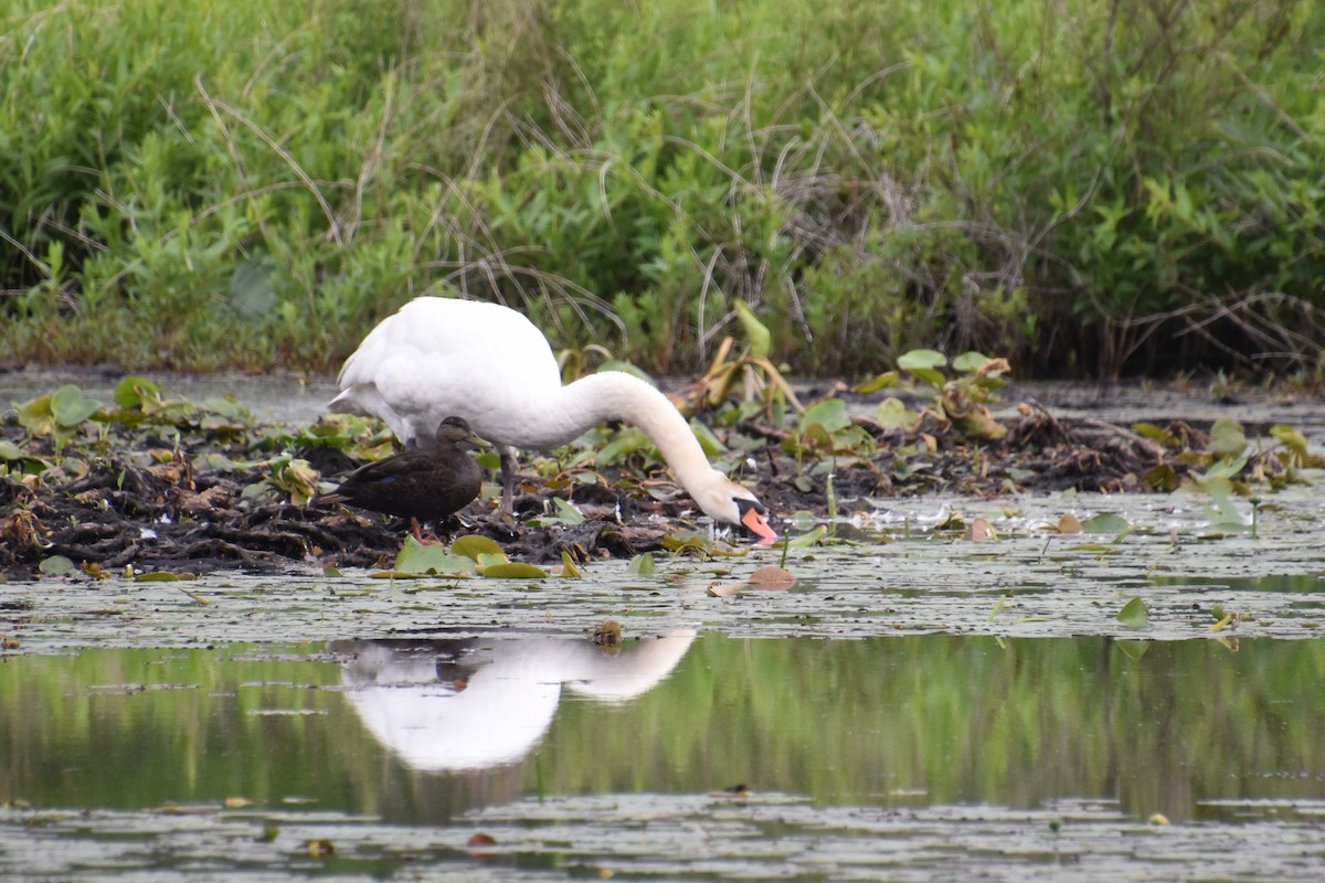 Mute Swan - ML638381945