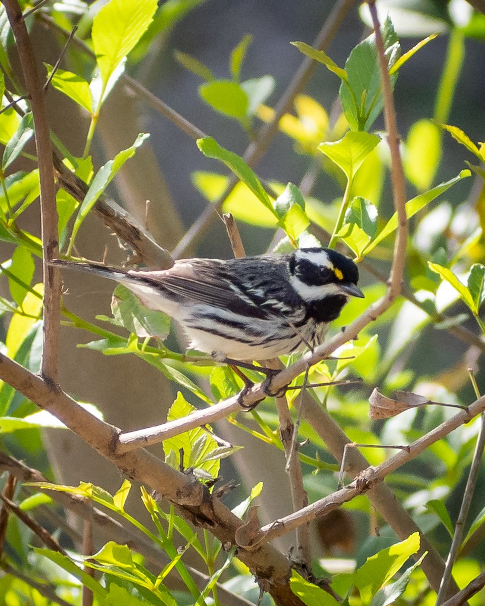 Black-throated Gray Warbler - ML638381954