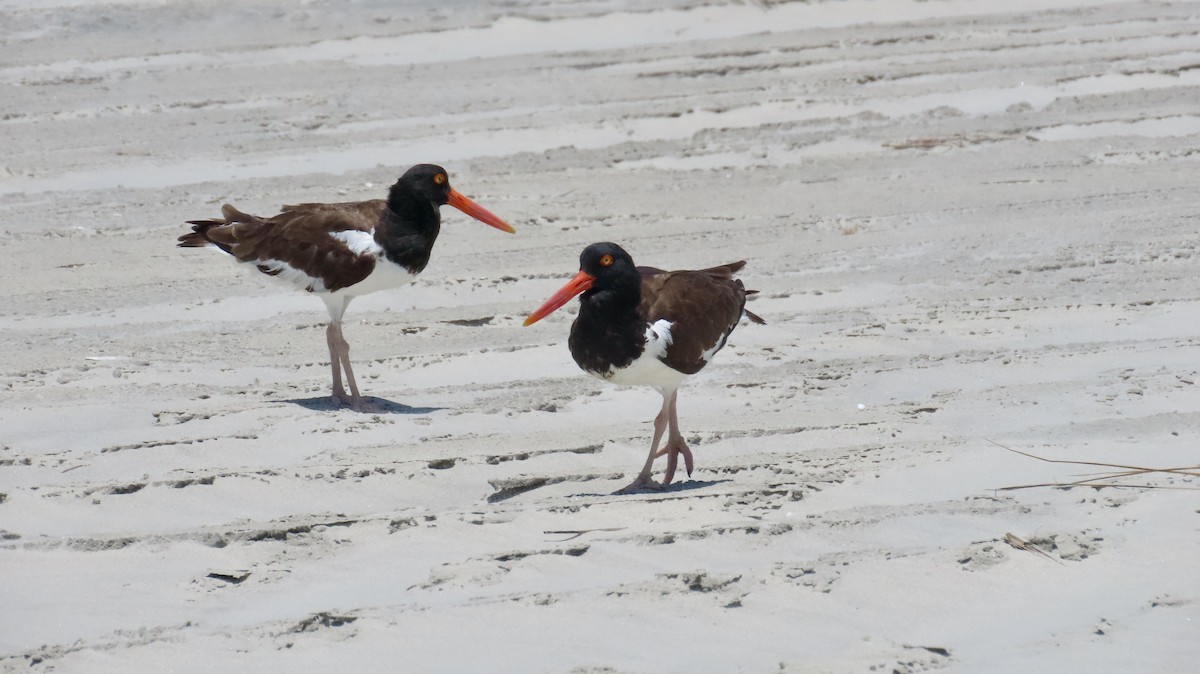 American Oystercatcher - ML638381956