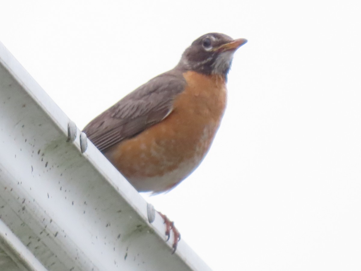 American Robin - ML638381959