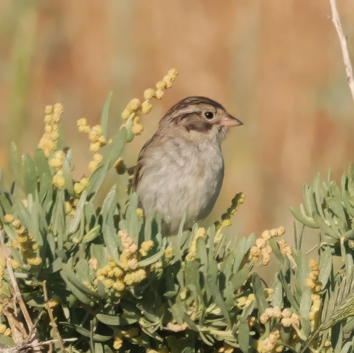 Brewer's Sparrow - ML638381961
