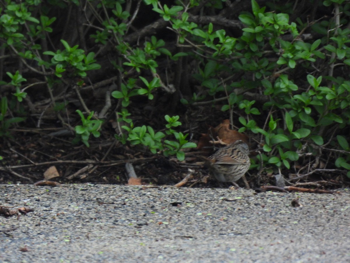 Lincoln's Sparrow - ML638381963