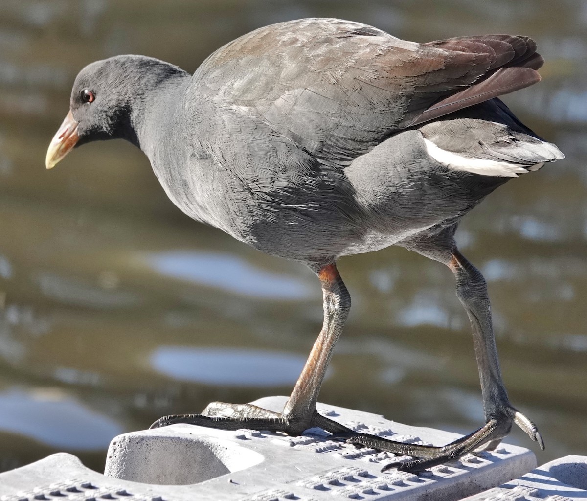 Dusky Moorhen - ML638381969
