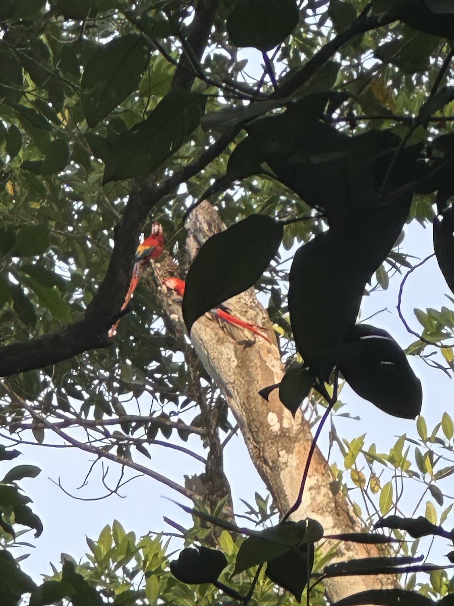 Scarlet Macaw - ML638381984