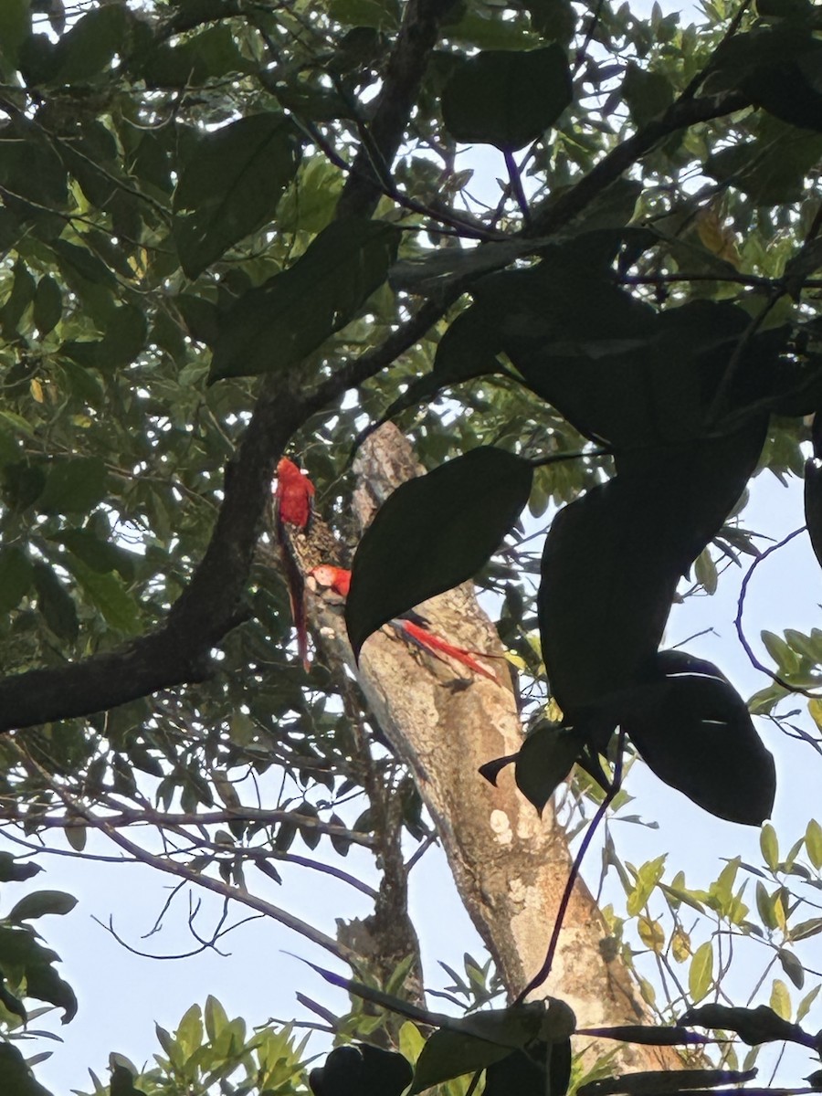 Scarlet Macaw - ML638381986
