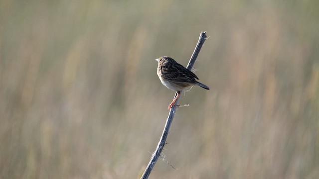 Grasshopper Sparrow - ML638381997