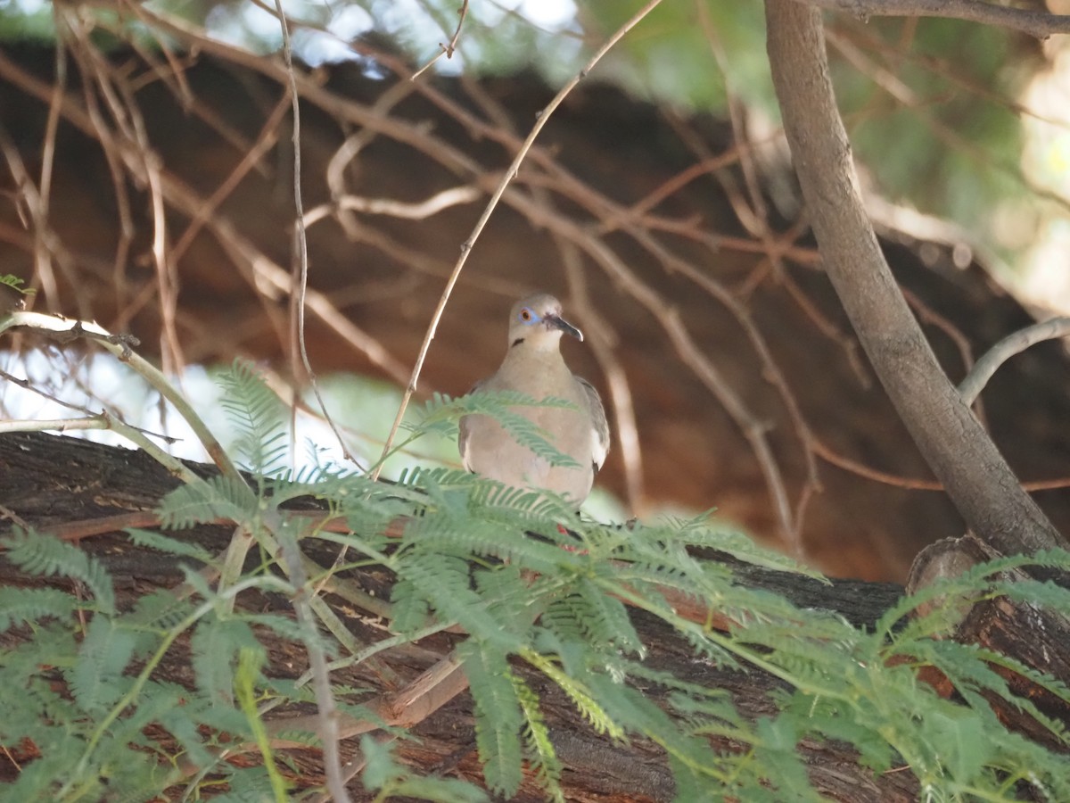 White-winged Dove - ML638382001