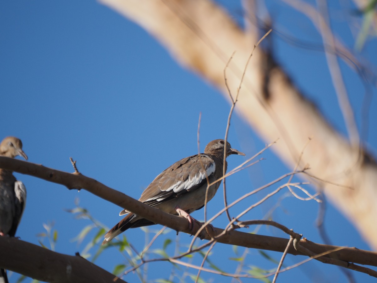 White-winged Dove - ML638382002