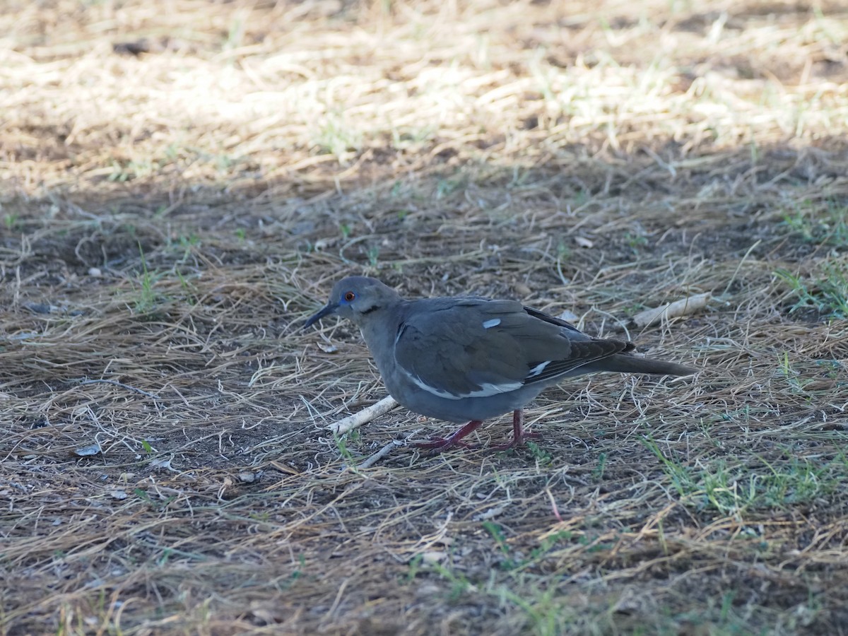 White-winged Dove - ML638382003