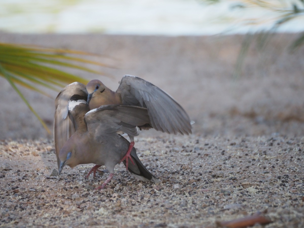 White-winged Dove - ML638382004