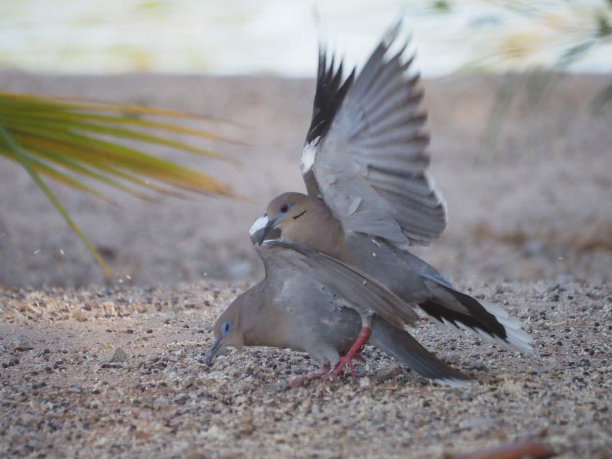 White-winged Dove - ML638382005