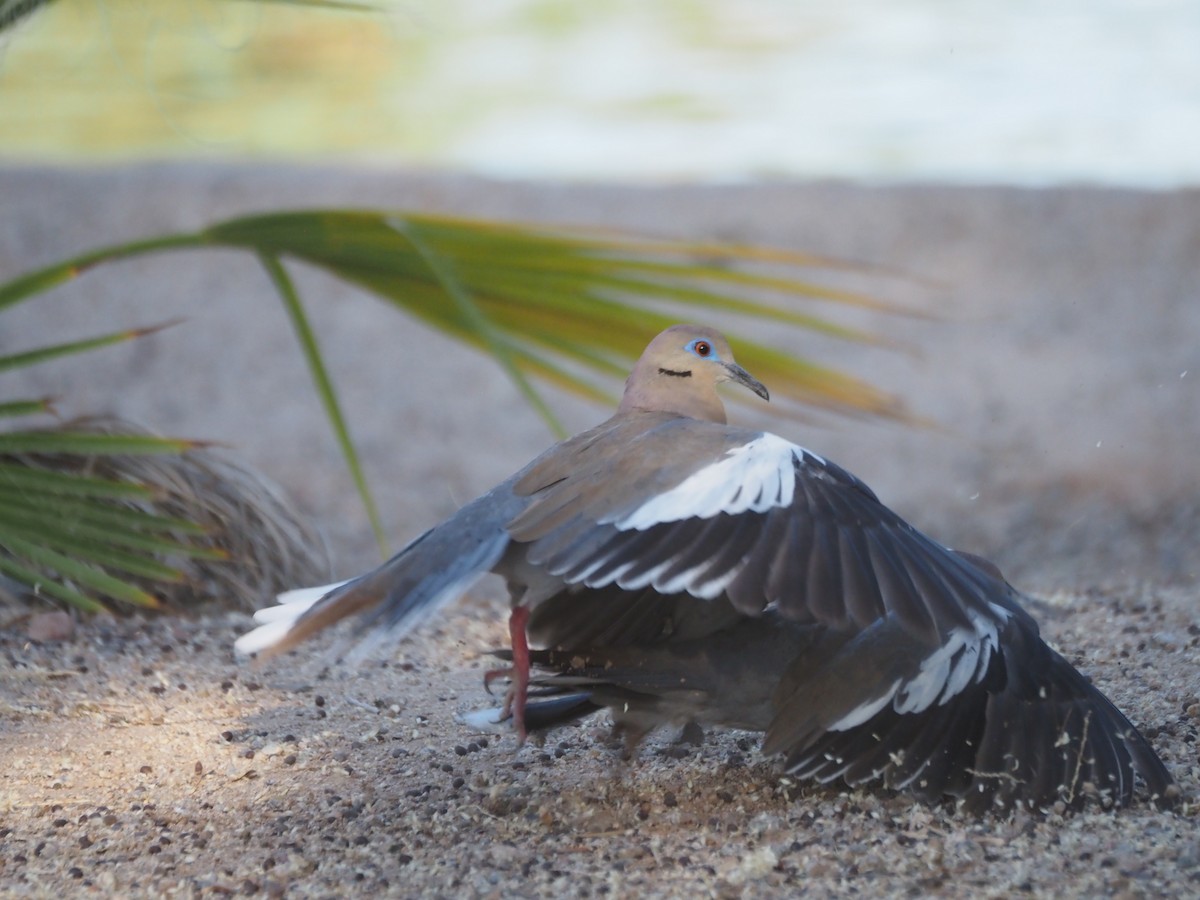 White-winged Dove - ML638382006