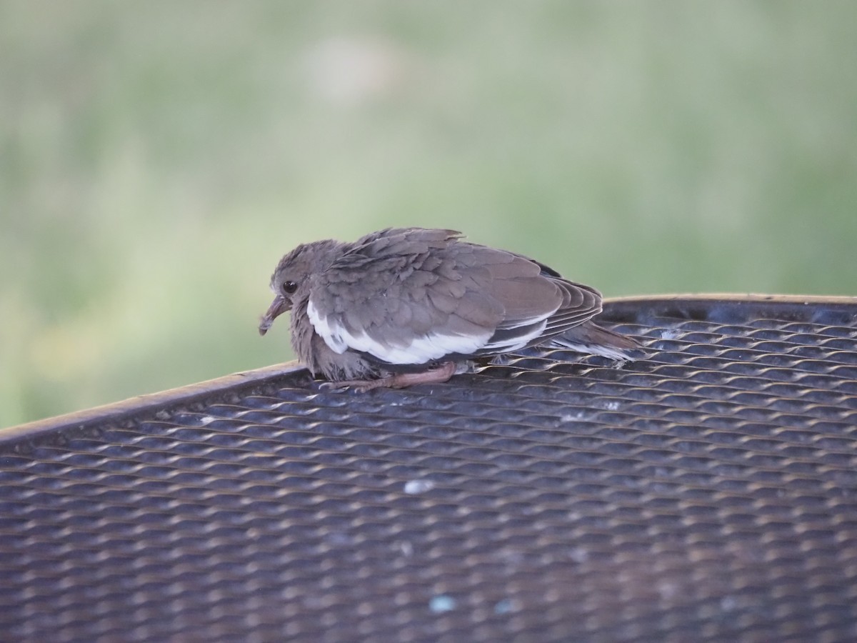 White-winged Dove - ML638382008