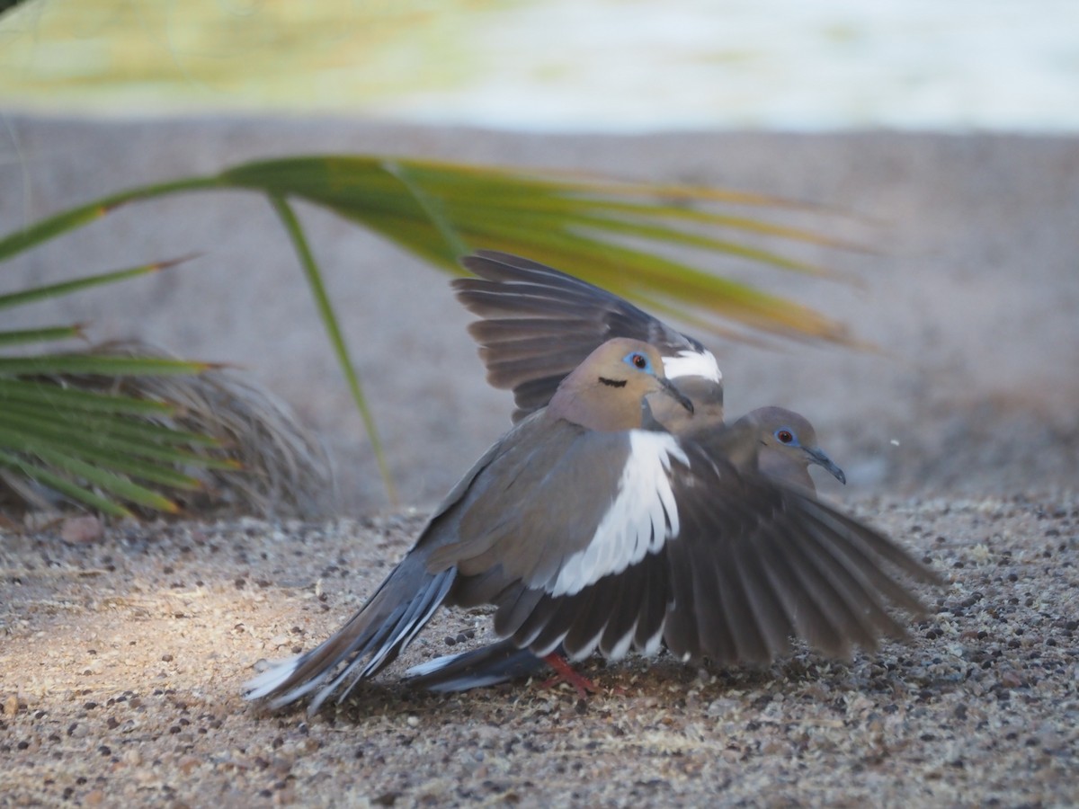 White-winged Dove - ML638382009