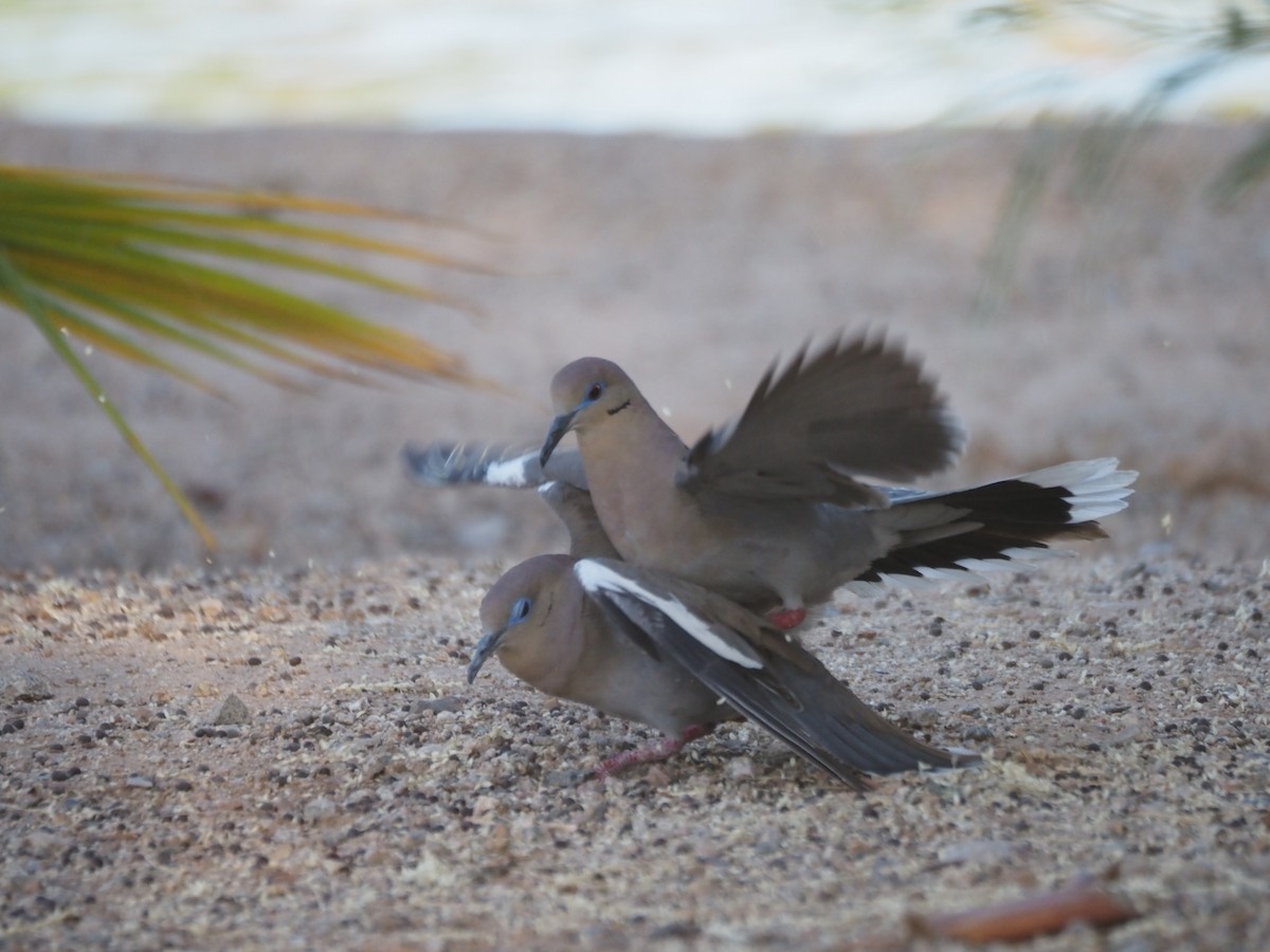 White-winged Dove - ML638382010