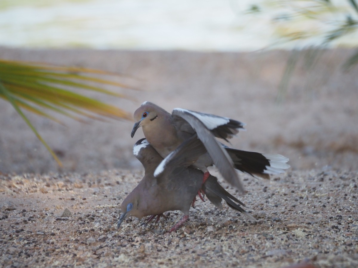 White-winged Dove - ML638382011