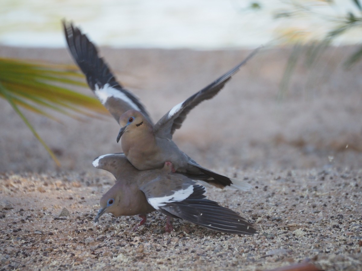 White-winged Dove - ML638382012
