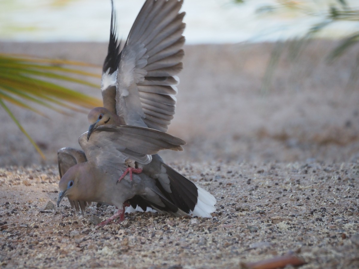 White-winged Dove - ML638382013