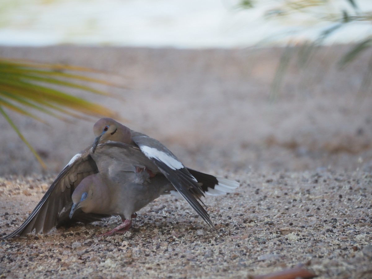 White-winged Dove - ML638382015