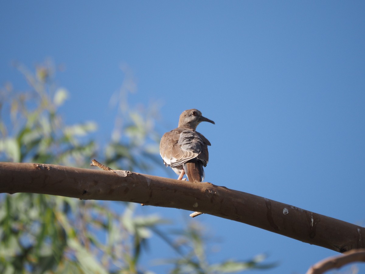 White-winged Dove - ML638382016