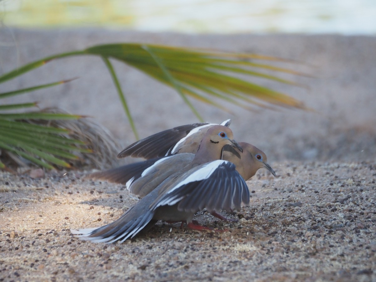 White-winged Dove - ML638382017